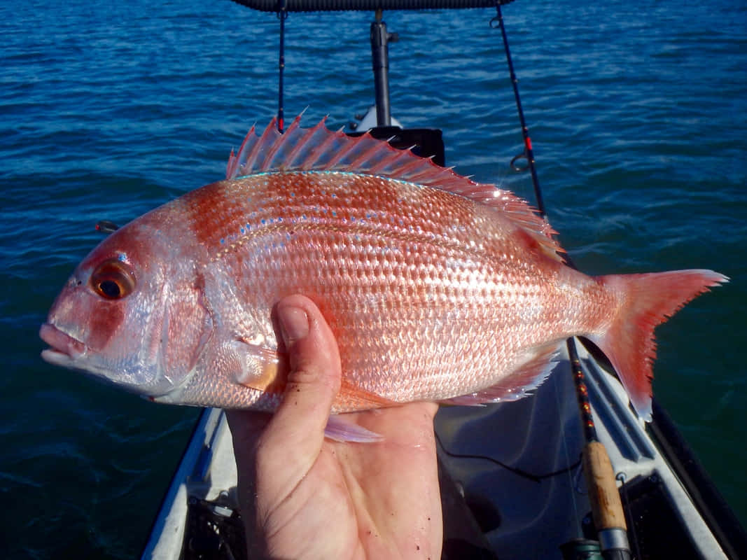 Freshly Caught Bream Fishing Trip Wallpaper