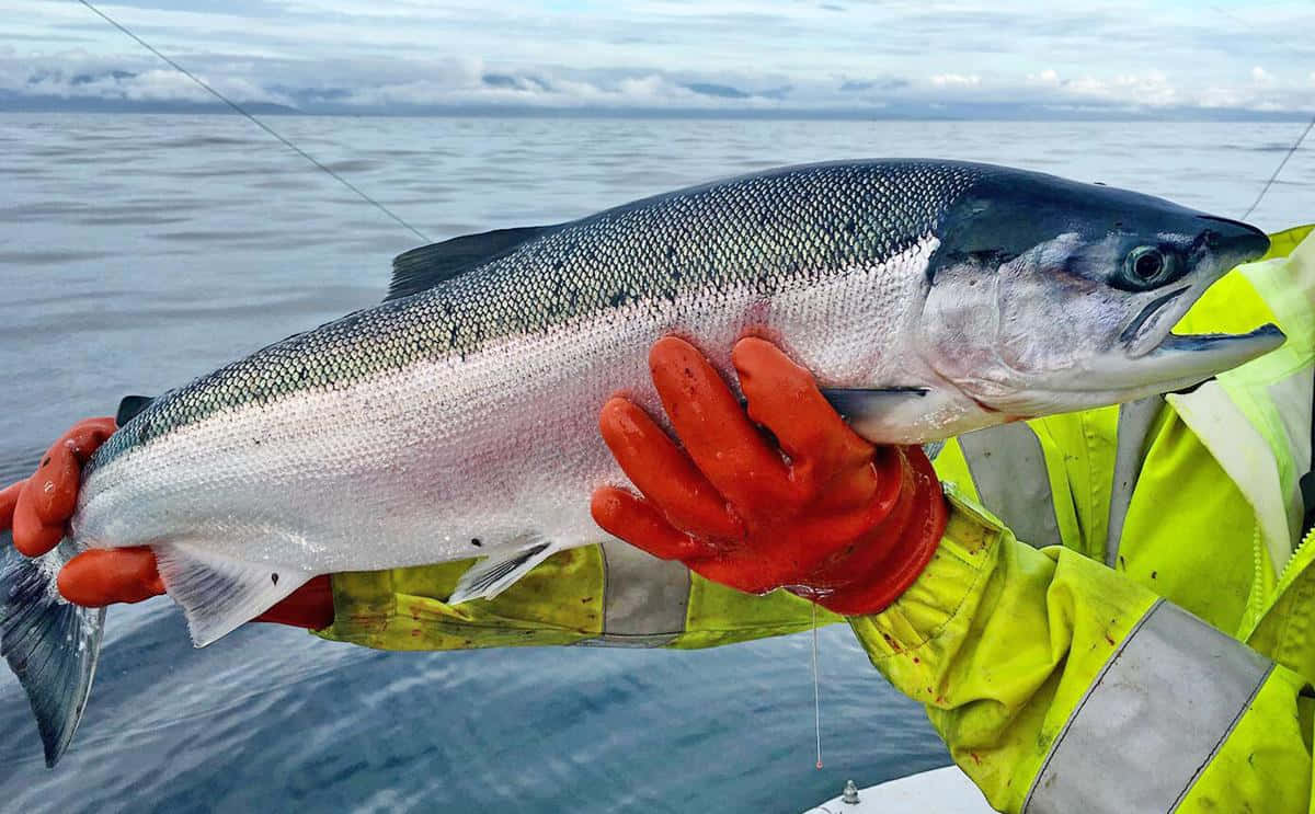 Freshly Caught King Salmon Wallpaper