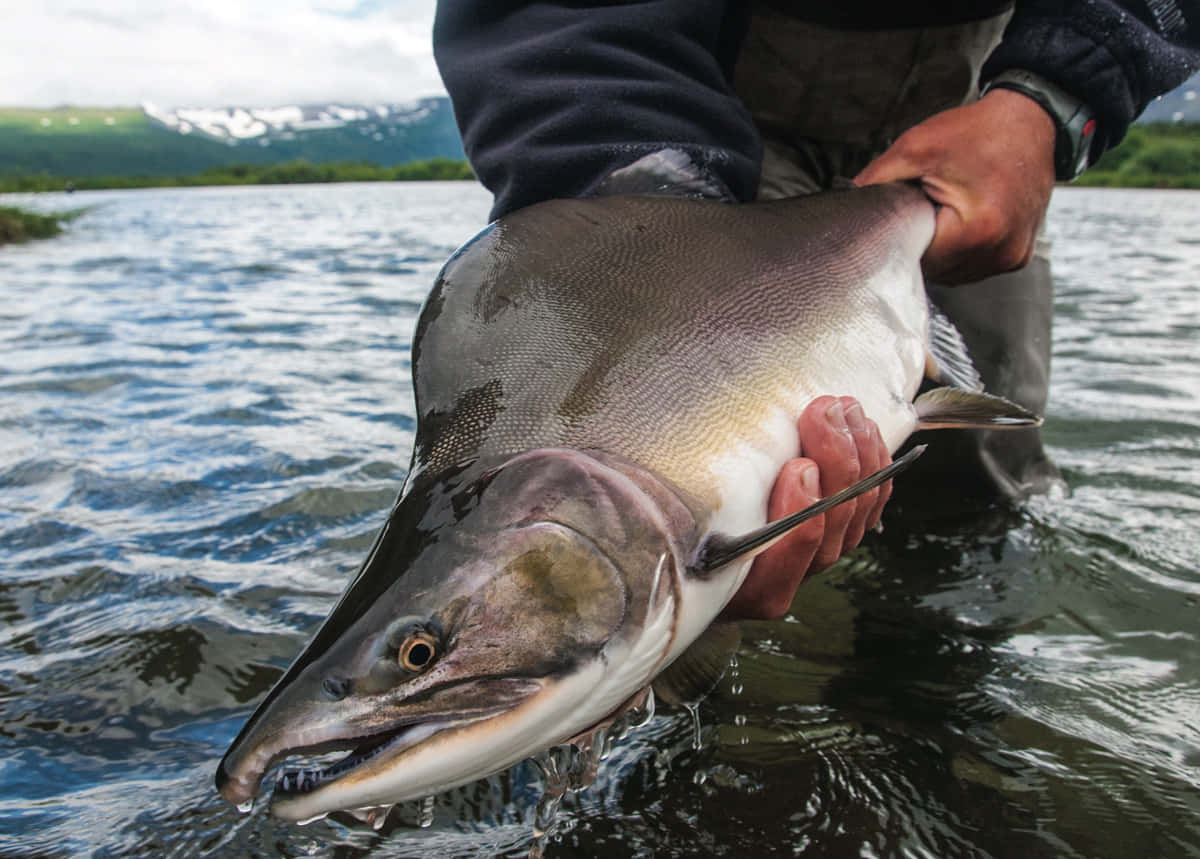 Freshly Caught Pink Salmon Wallpaper