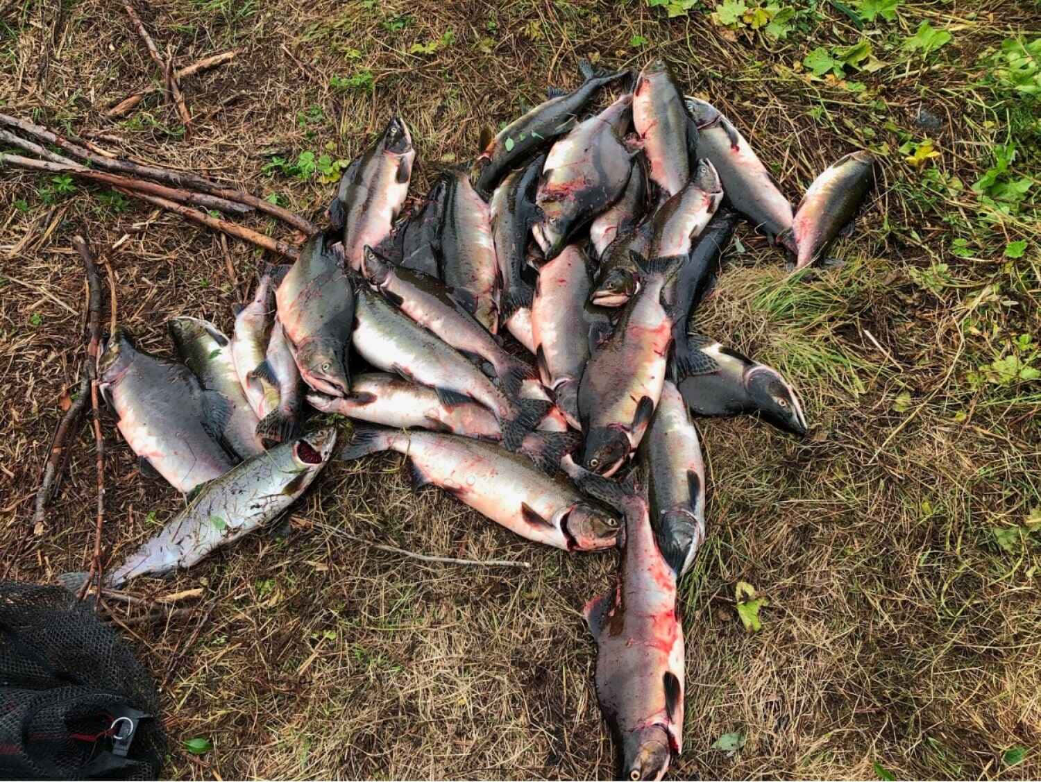 Freshly Caught Pink Salmon Harvest.jpg Wallpaper