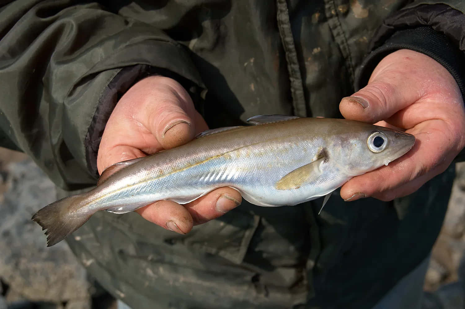 Freshly Caught Whiting Fish Wallpaper