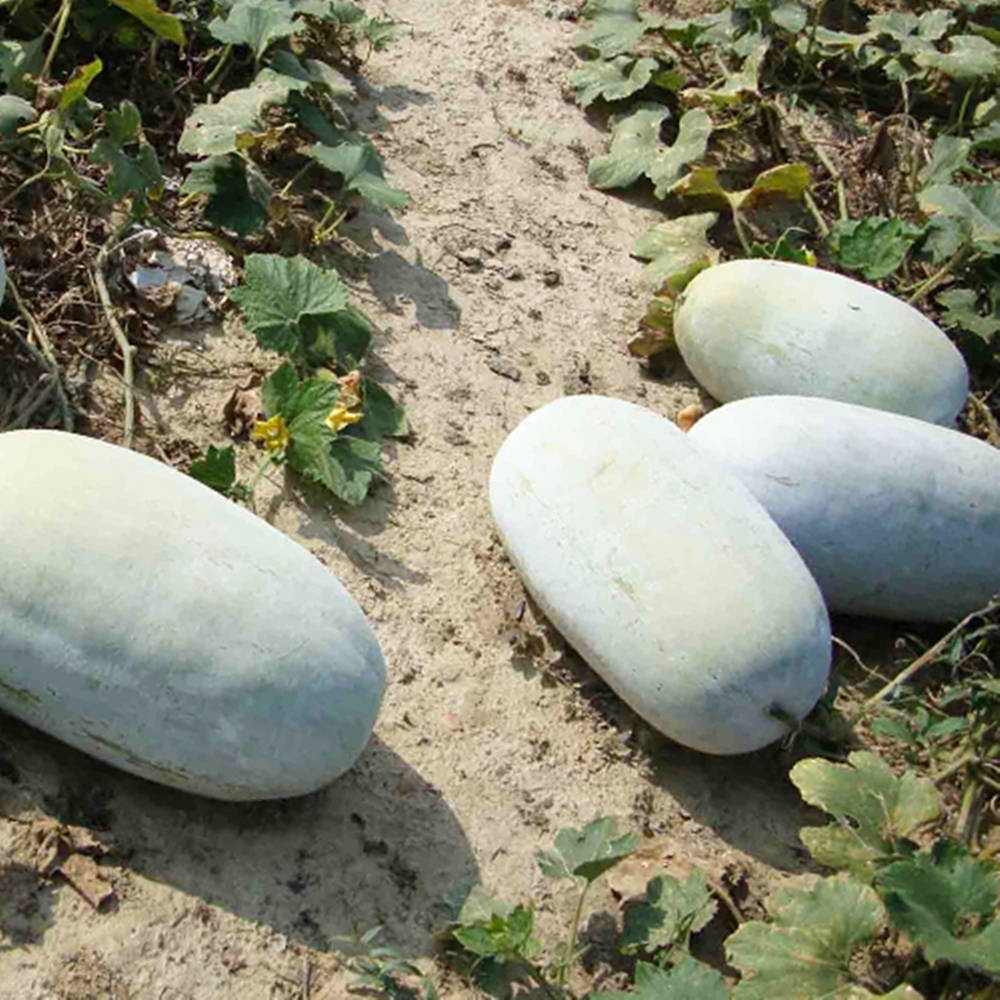 Freshly Harvested Ash Gourd Wallpaper