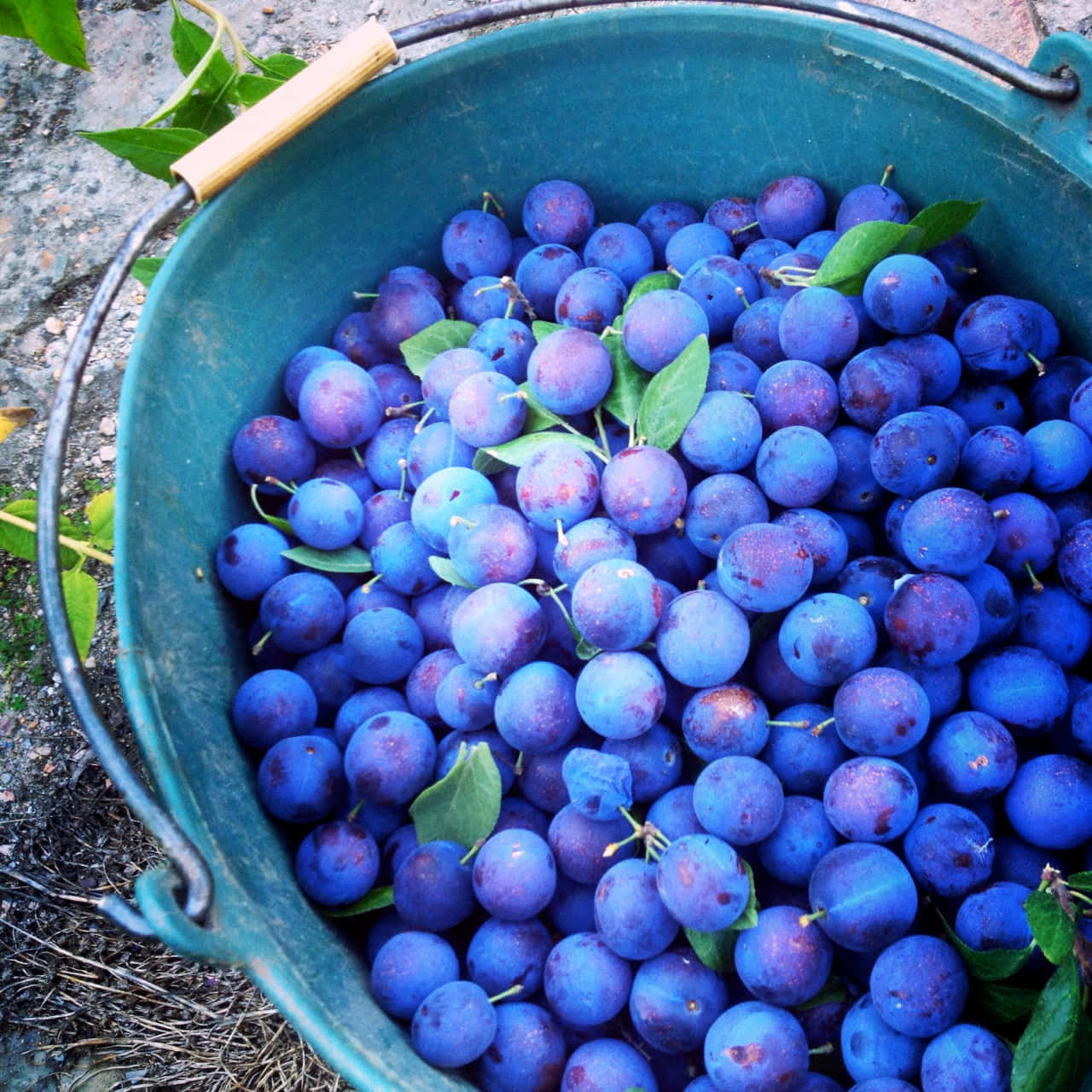 Freshly Harvested Damson Plums In Bucket Wallpaper