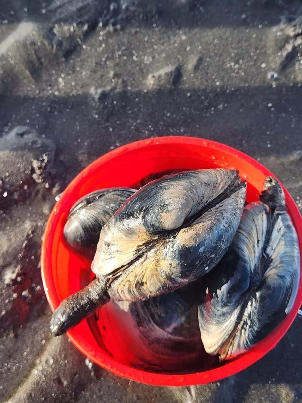 Freshly Harvested Geoduck Clamsin Red Bucket.jpg Wallpaper