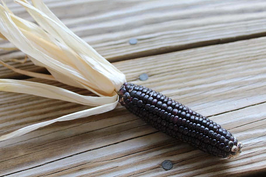 Freshly Harvested Purple Maize, One Of The World's Rarest Grains. Wallpaper