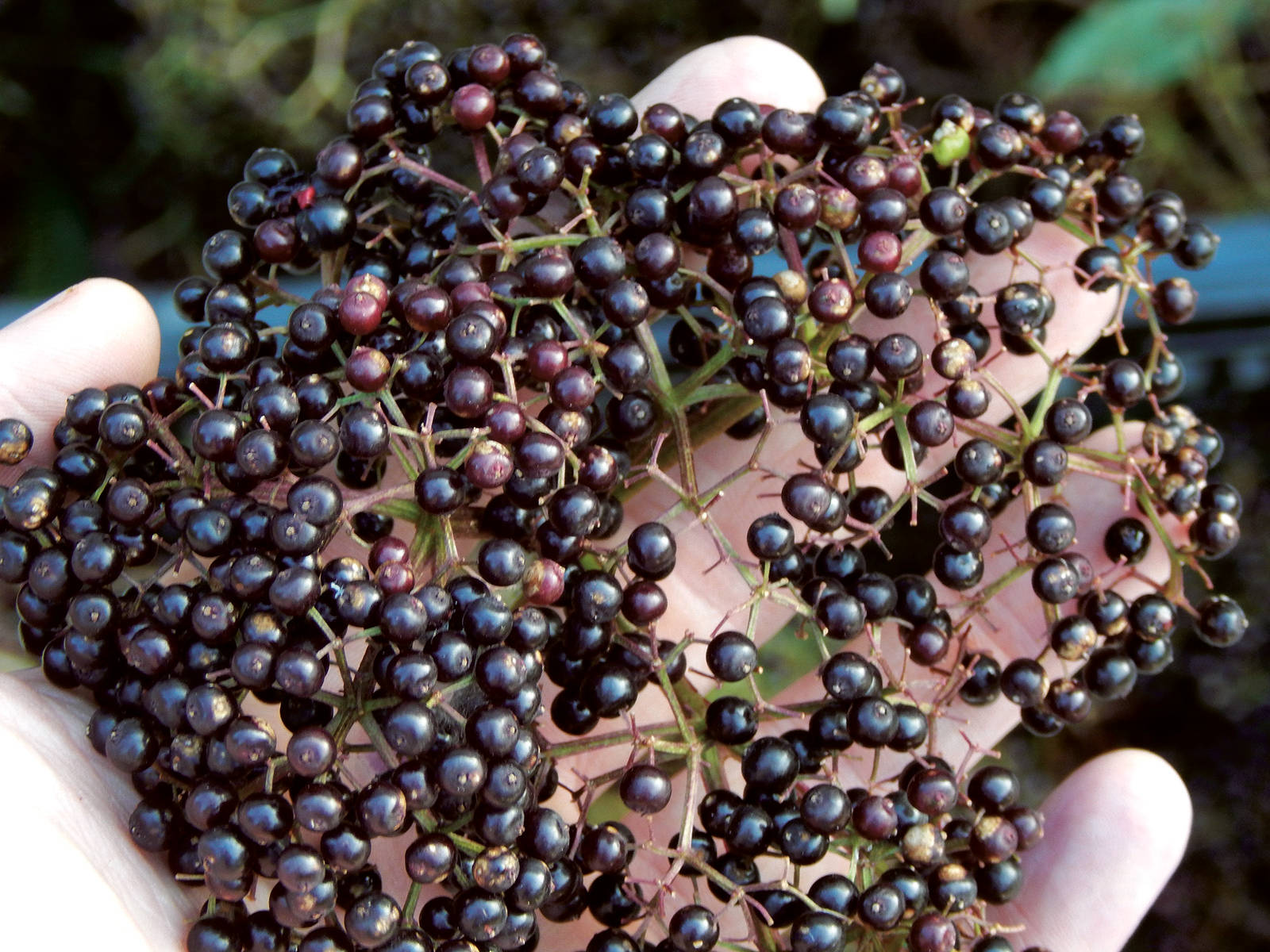 Freshly Picked Elderberry Fruits Patch Wallpaper