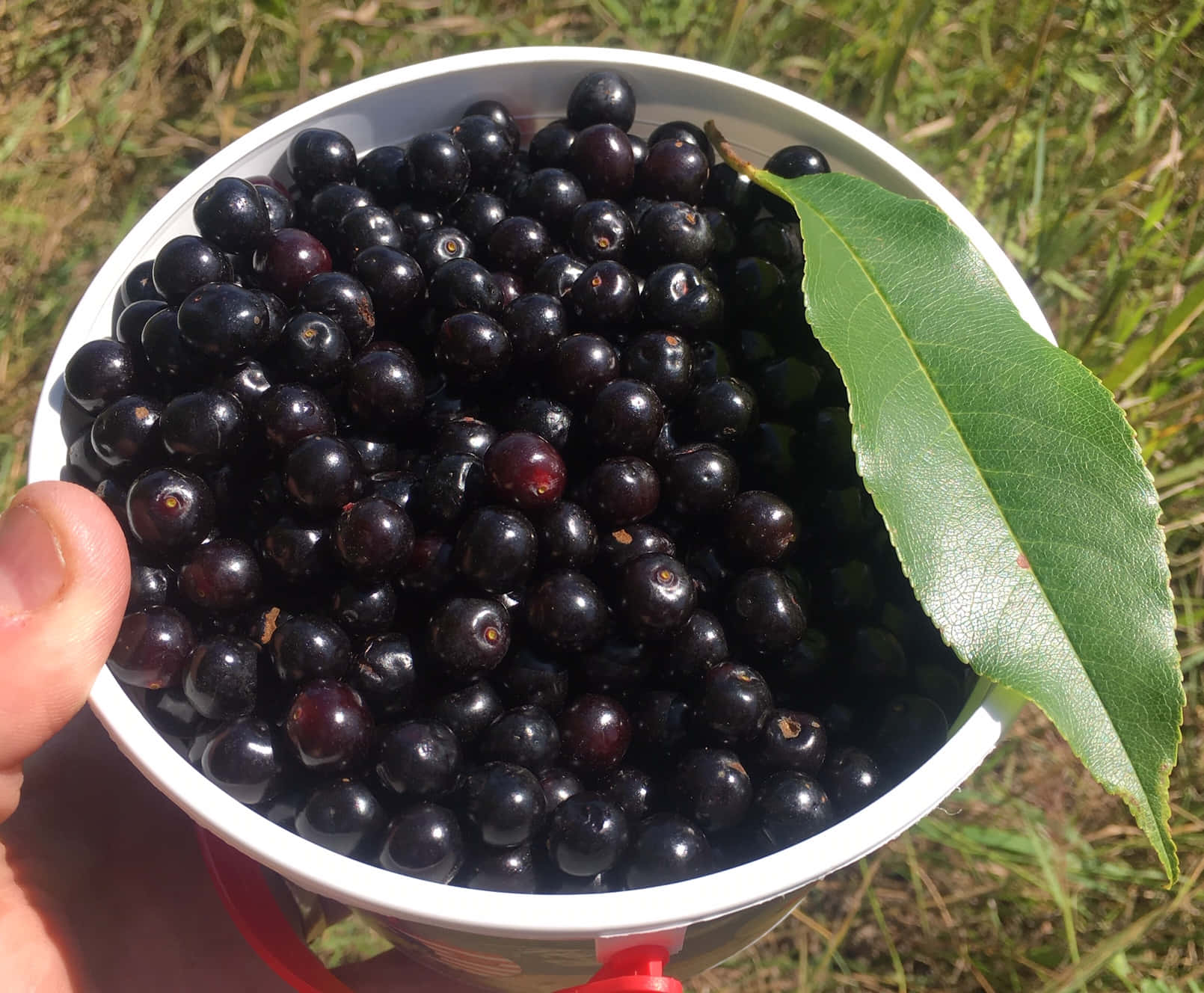 Freshly-picked Glistening Black Cherries