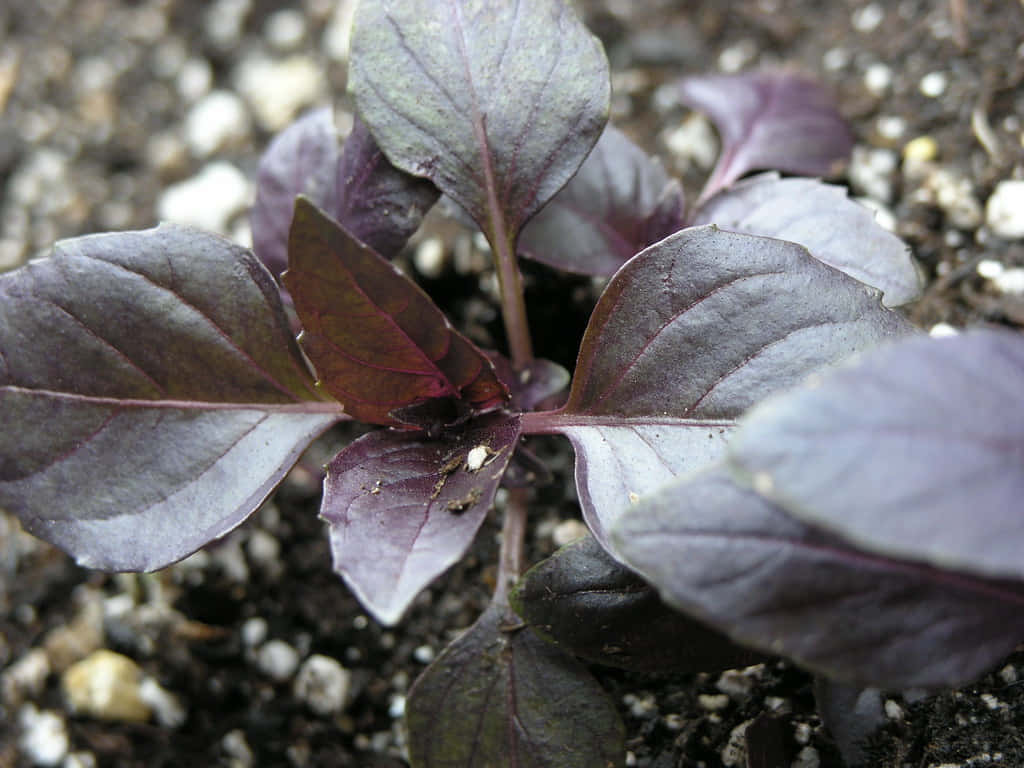 Freshly Picked Purple Basil Leaves Wallpaper