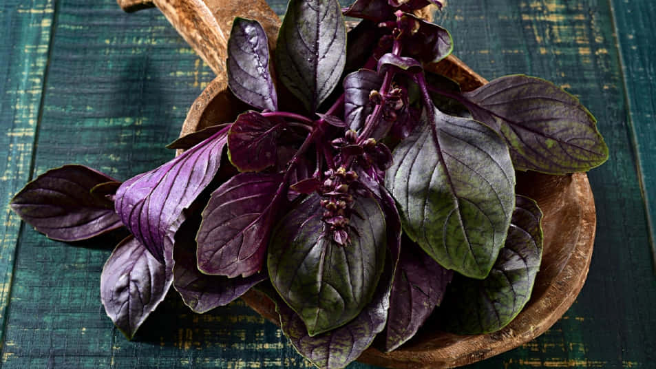 Freshly Picked Purple Basil Leaves Wallpaper