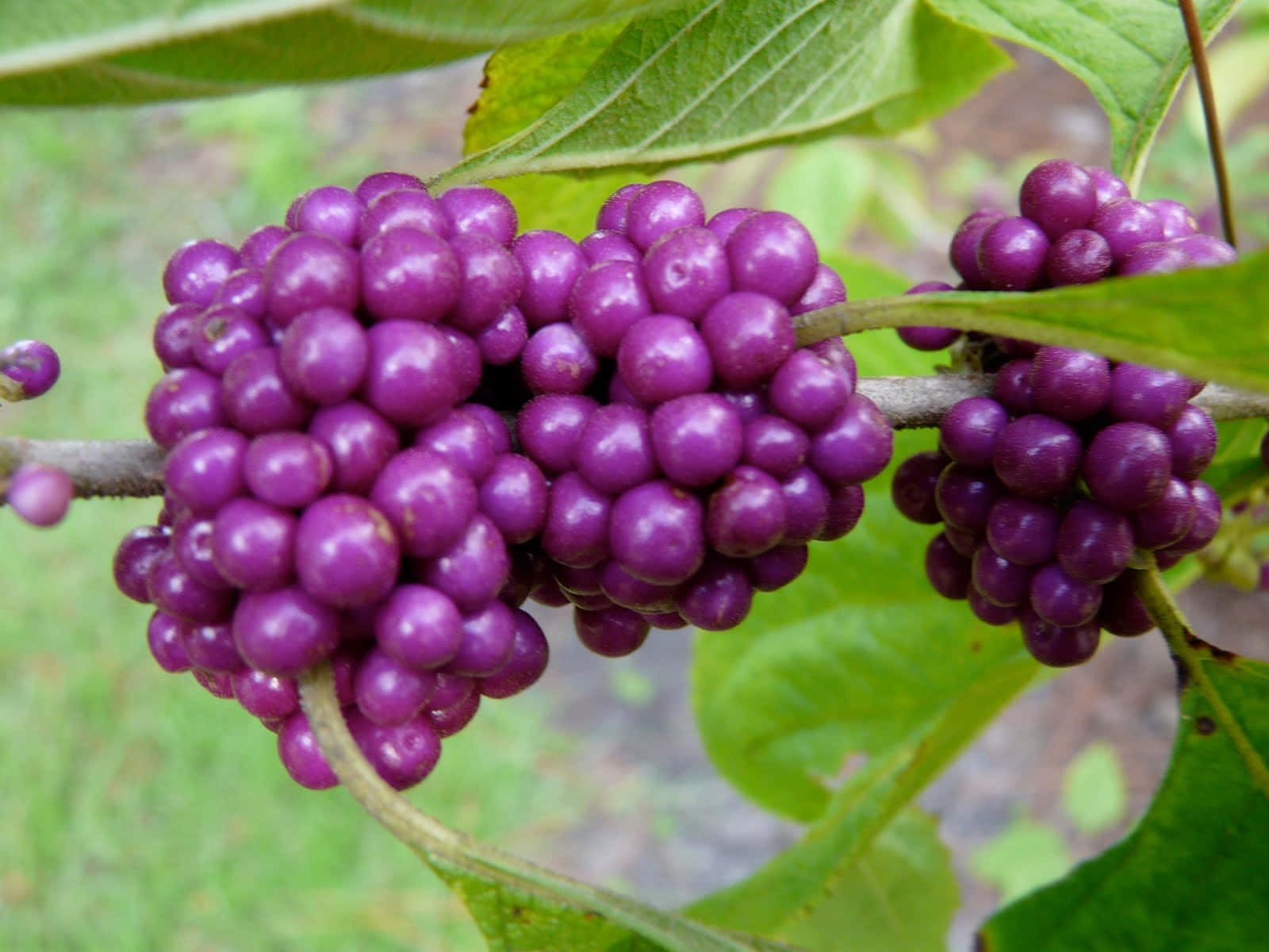 Freshly Picked Purple Berries