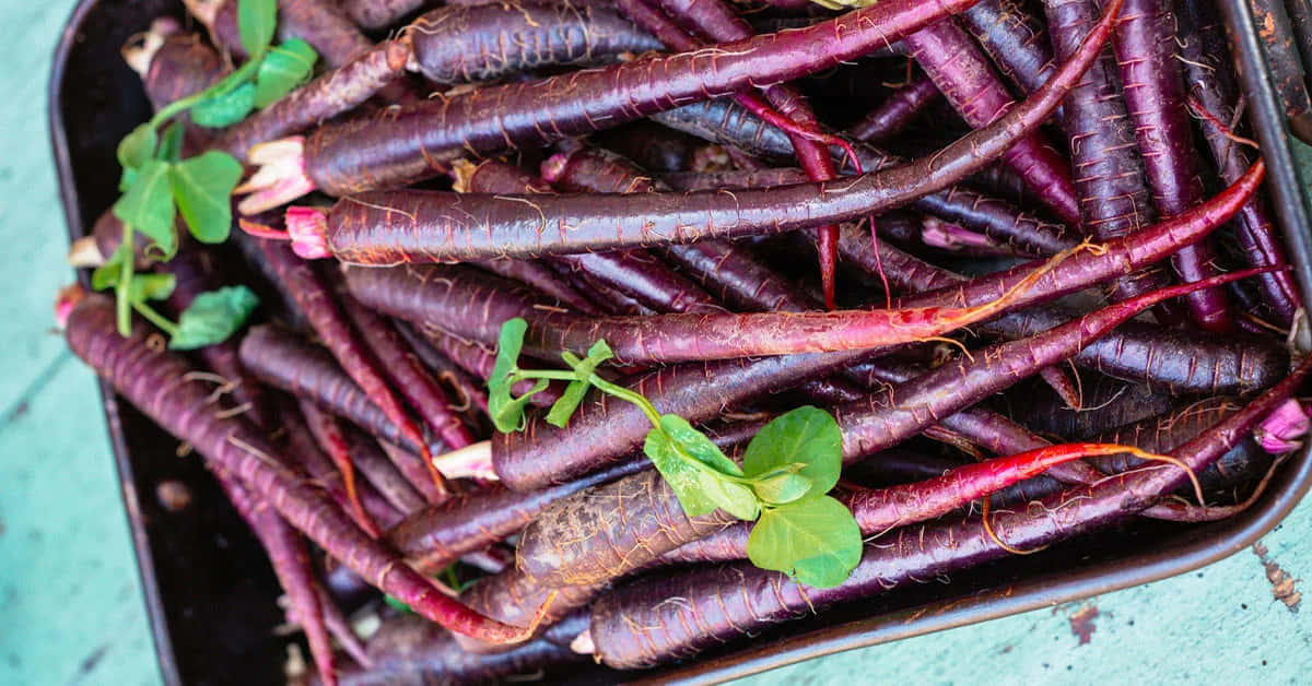 Freshly Picked Purple Carrots Delighting Your Taste Buds Wallpaper