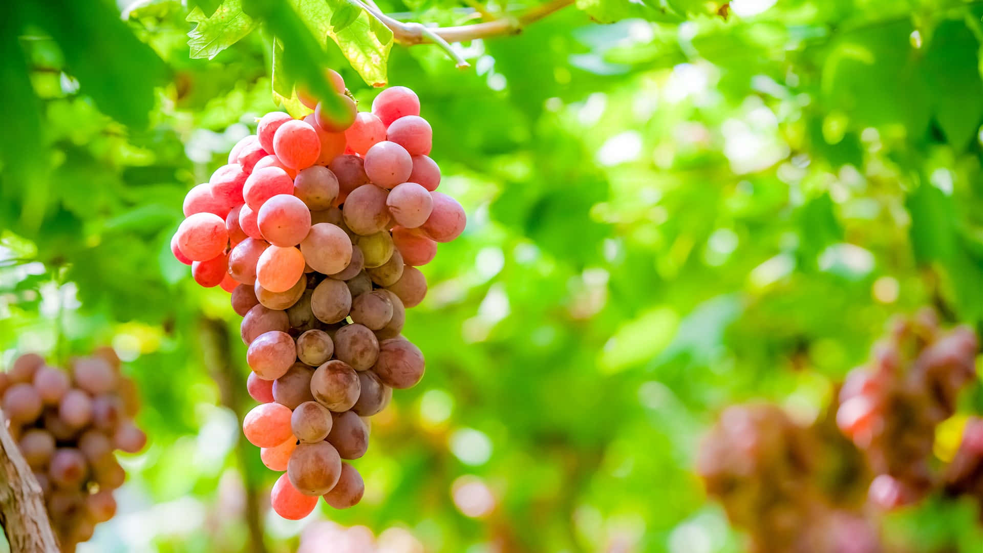 Freshly Picked Purple Grapes Ready To Be Enjoyed. Wallpaper