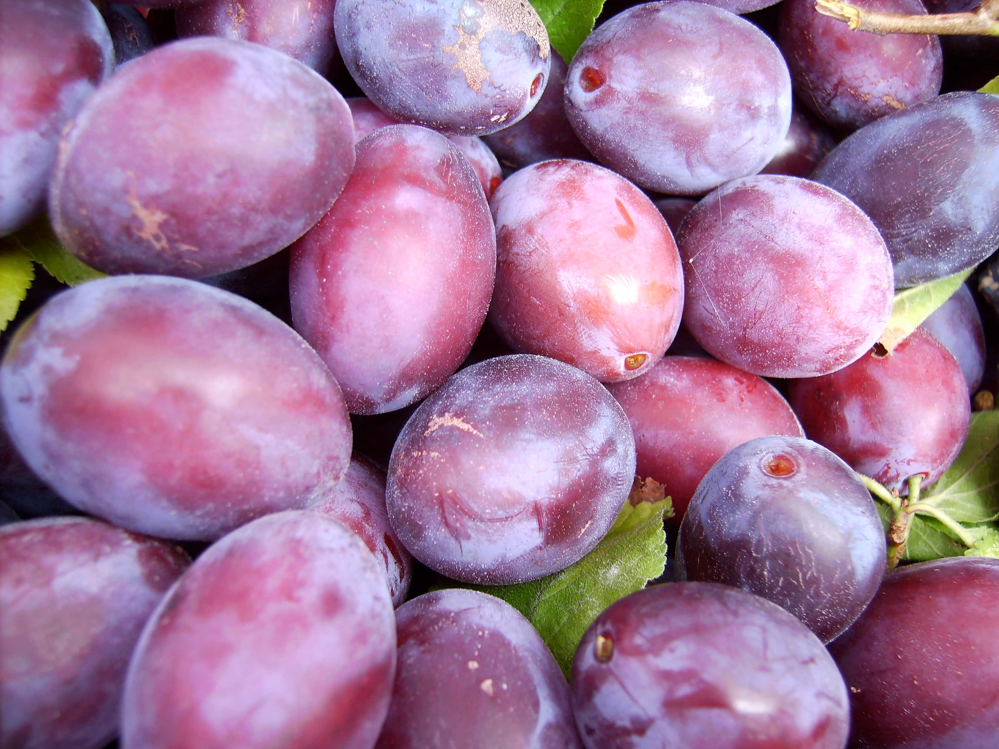 Freshly-picked Purple Plums, Ready To Be Enjoyed. Wallpaper