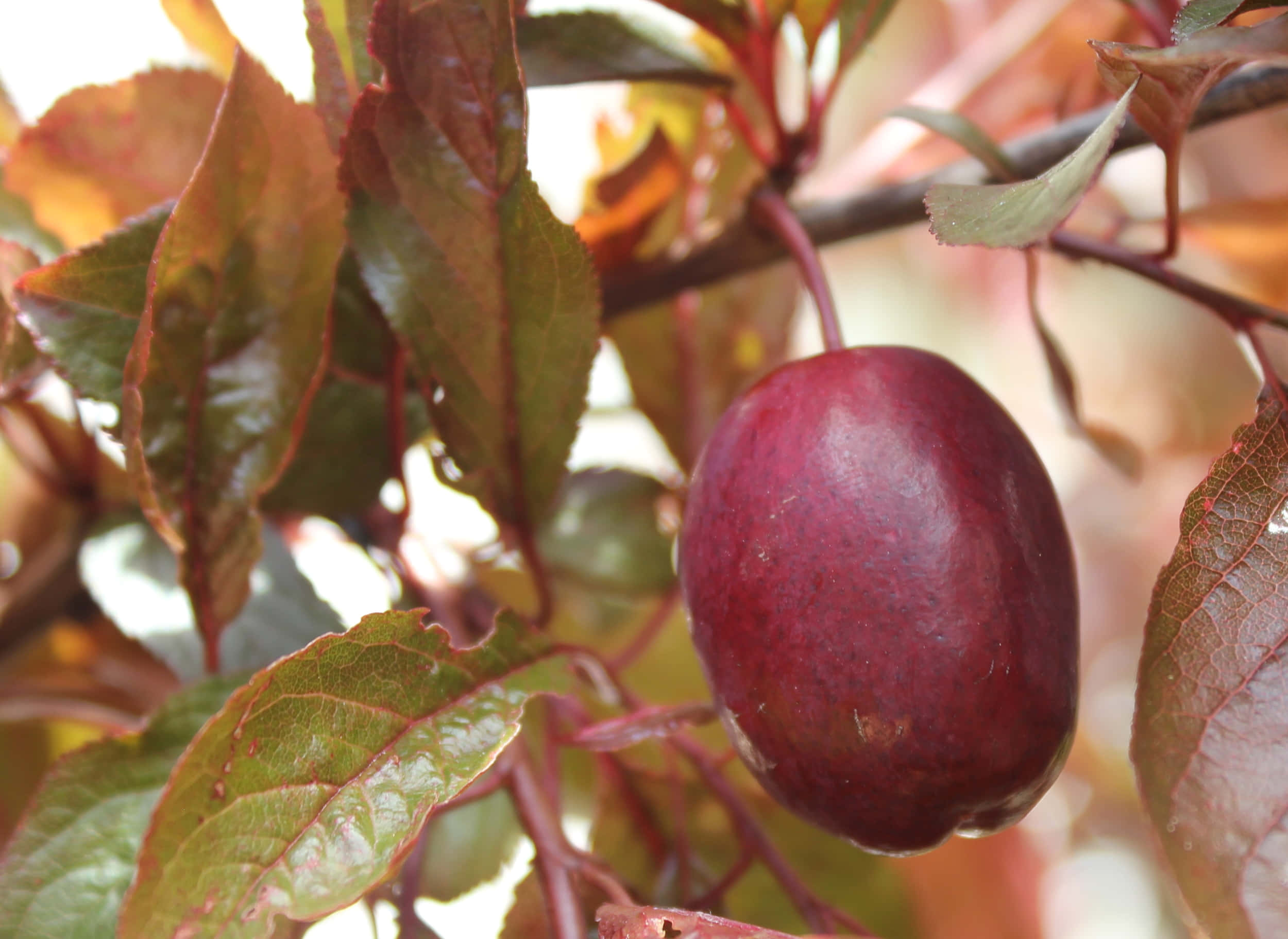 Freshly Picked Purple Plums Wallpaper