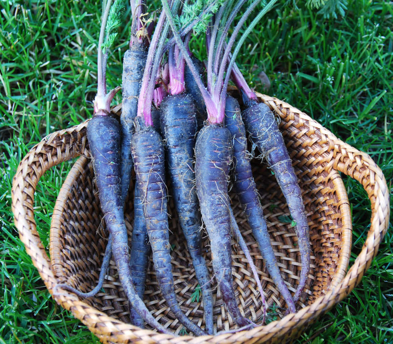 Freshly Plucked Purple Carrots Wallpaper