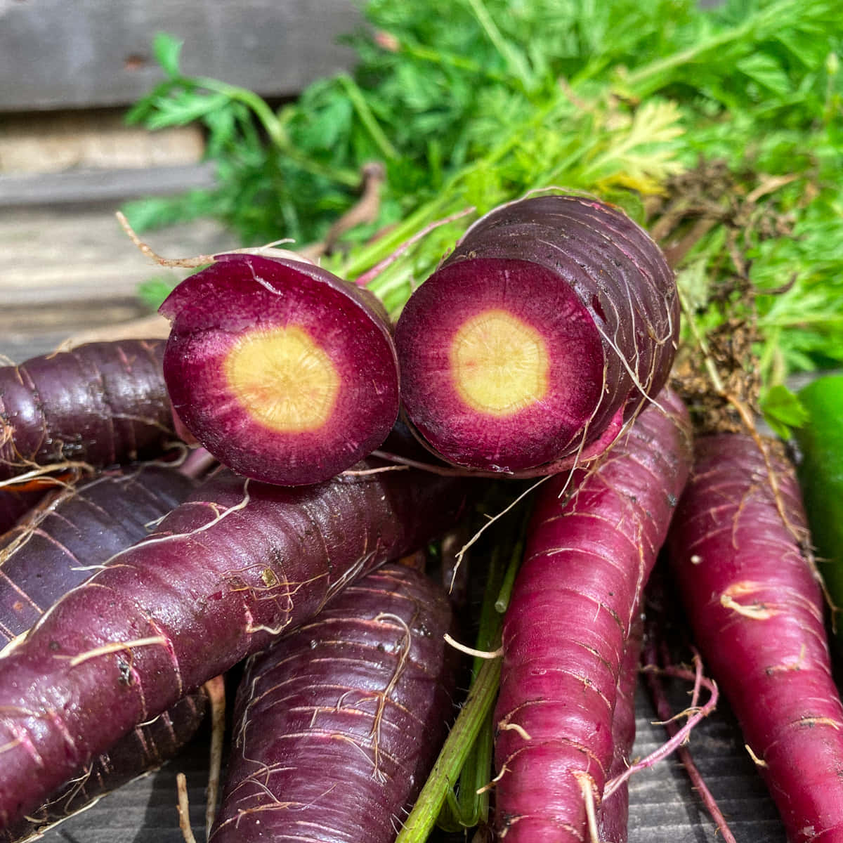 Freshly Plucked Purple Carrots Wallpaper