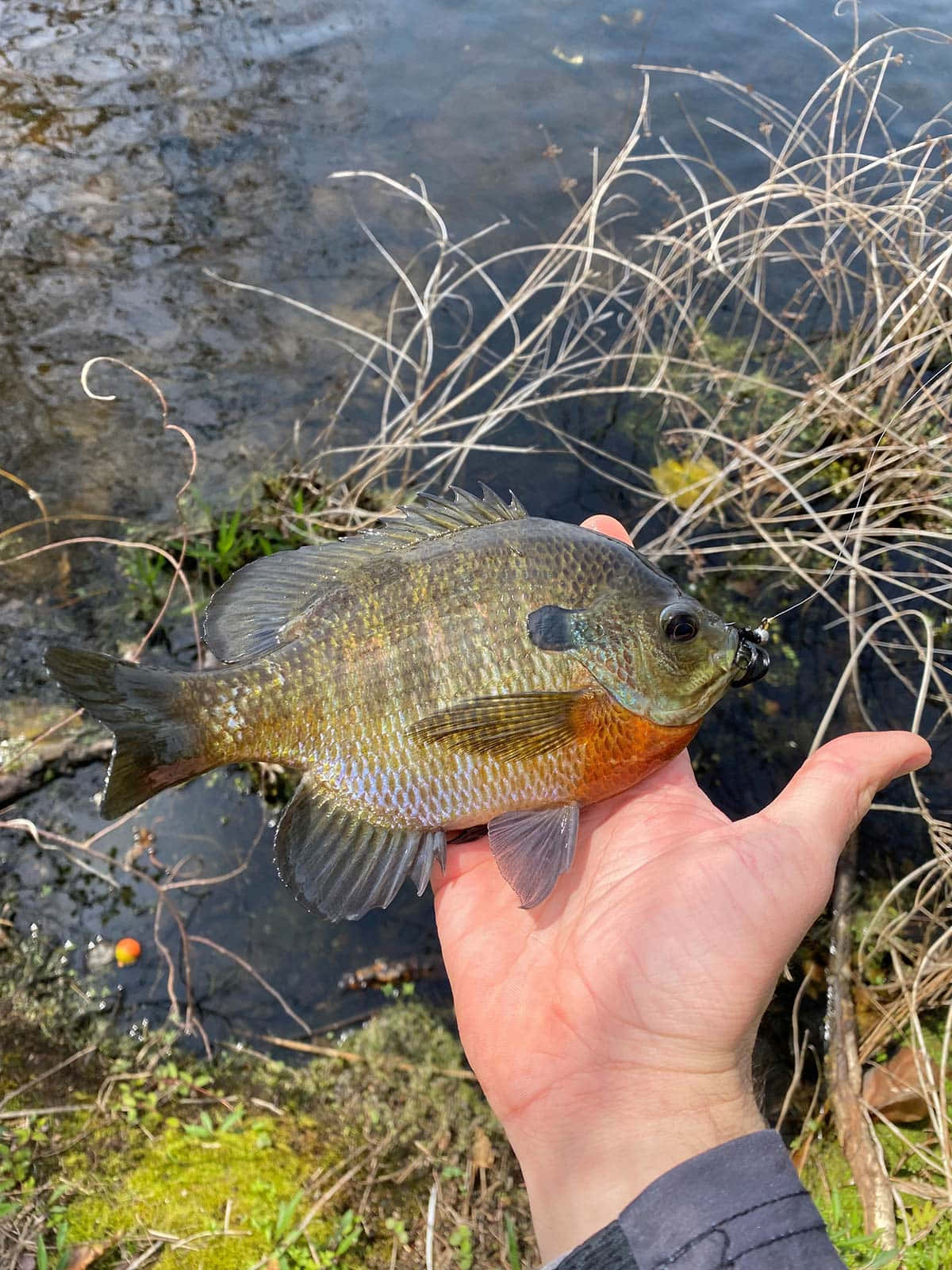 Freshwater Bluegill Catch Wallpaper