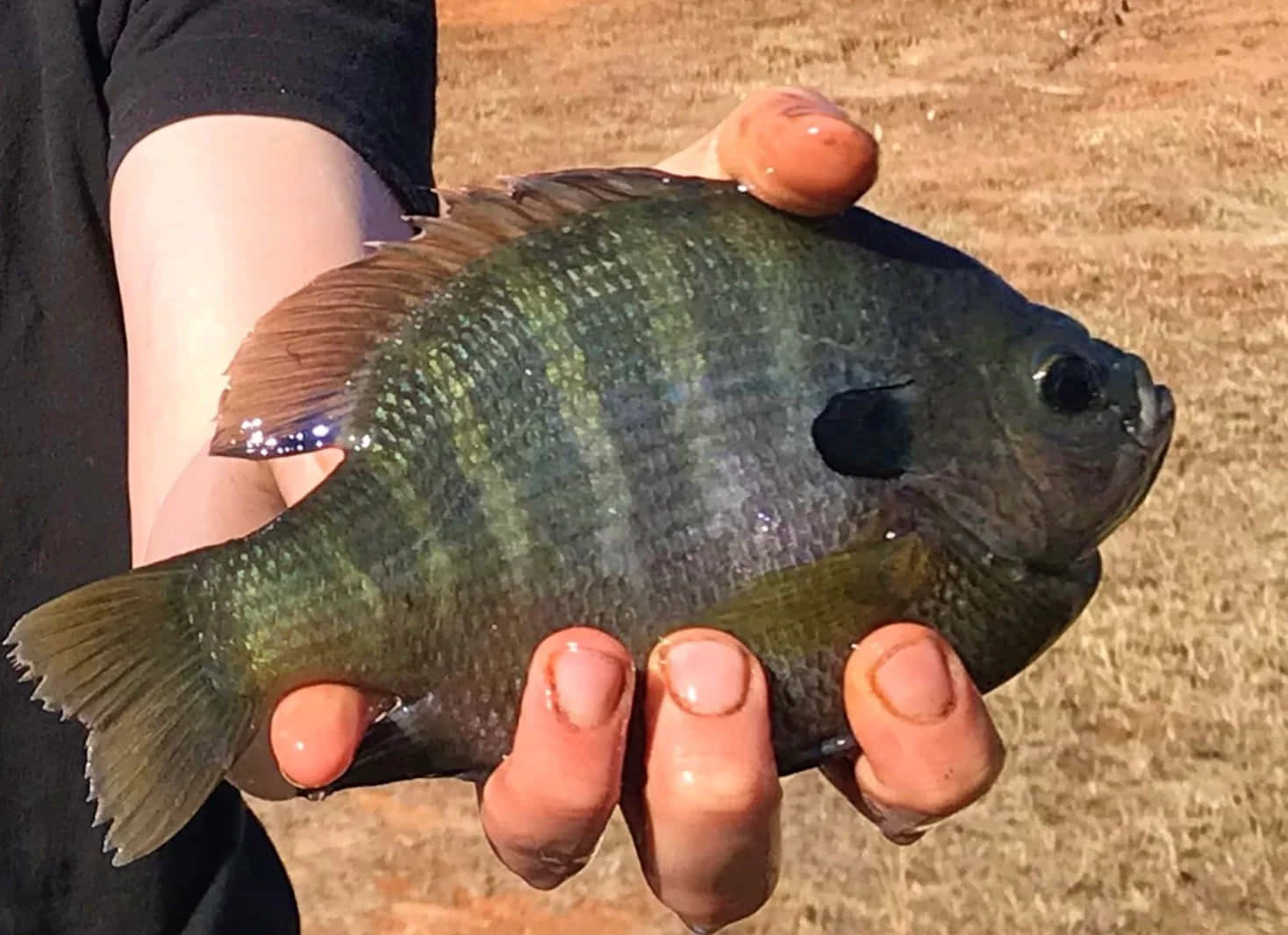 Freshwater Bluegill Catch Wallpaper