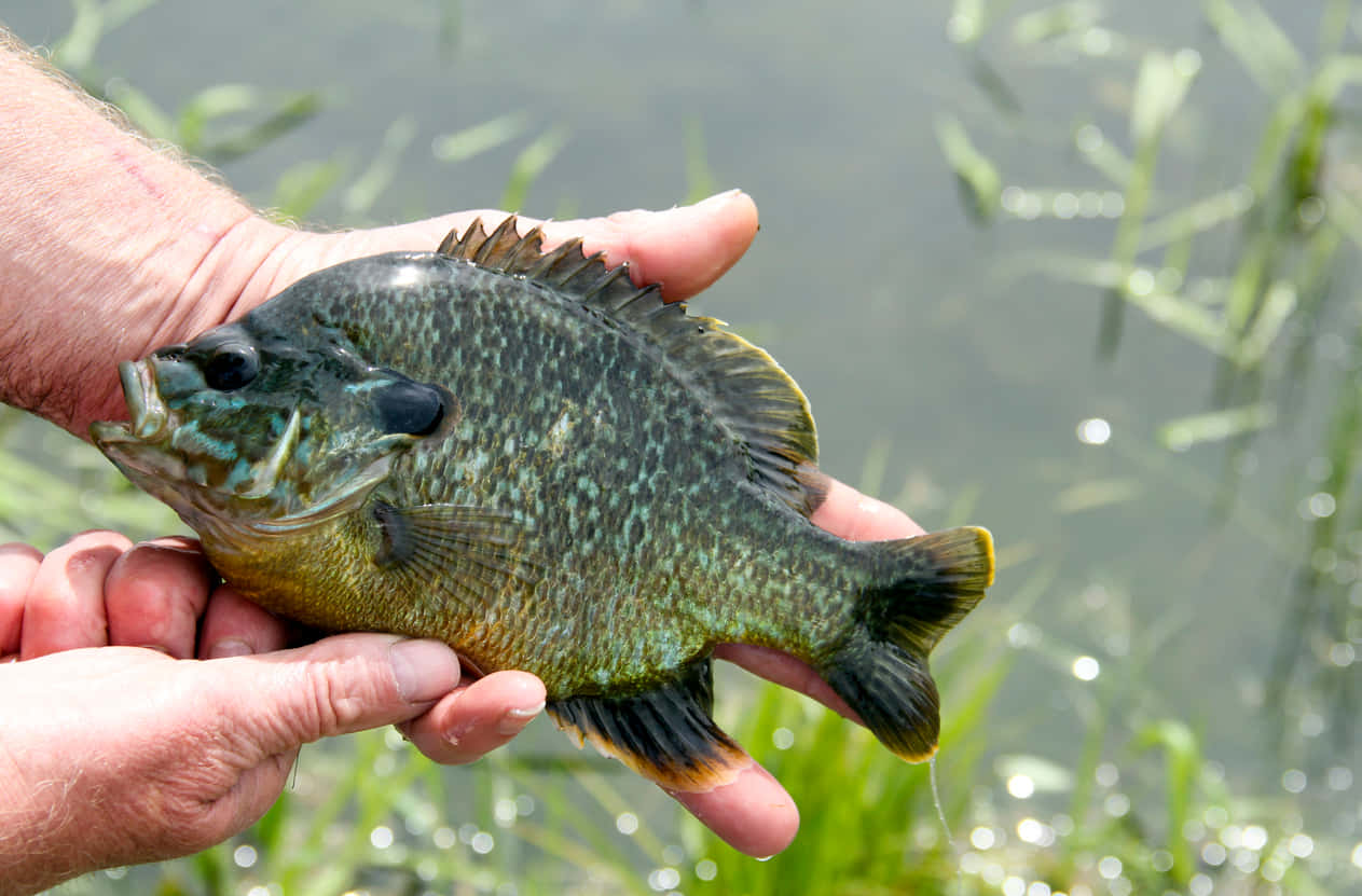 Freshwater Bluegill Catch Wallpaper