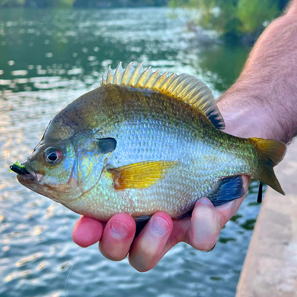 Freshwater Bluegill Catch Wallpaper