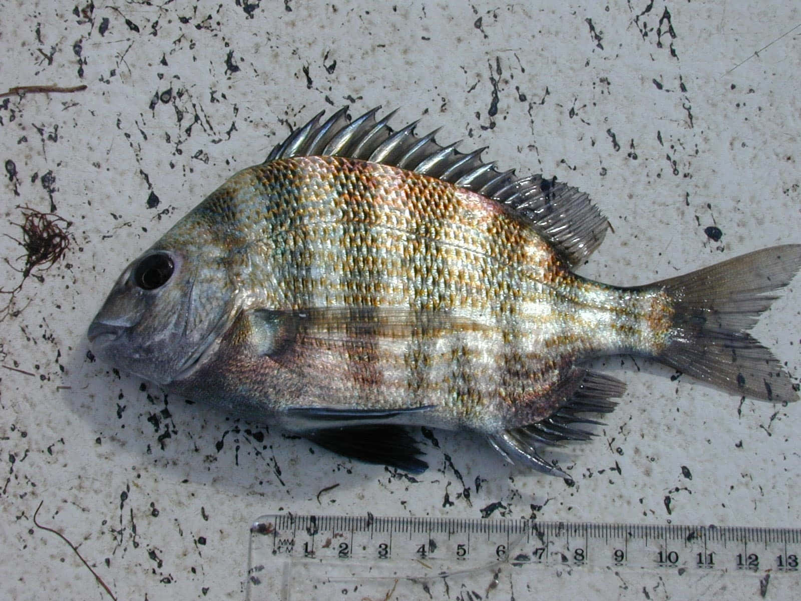 Freshwater Bream Beside Ruler Wallpaper