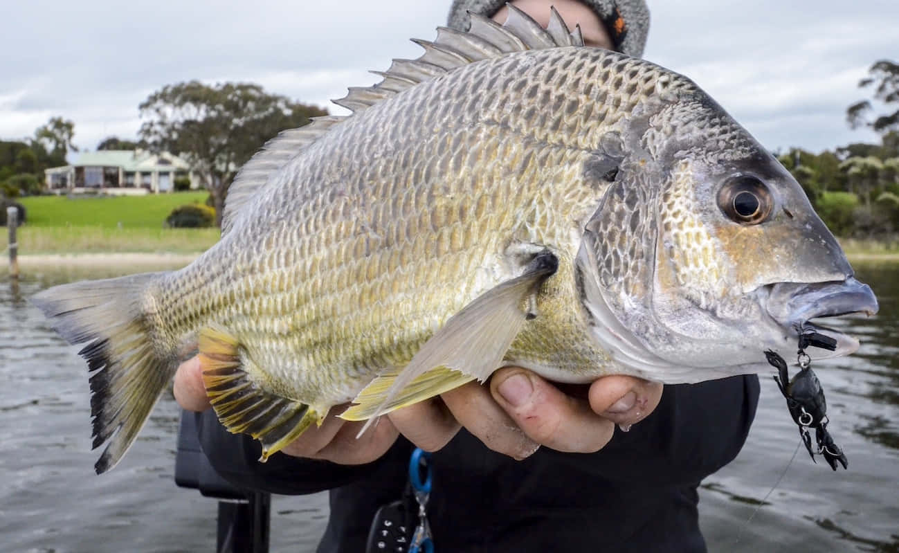 Freshwater Bream Catch Wallpaper