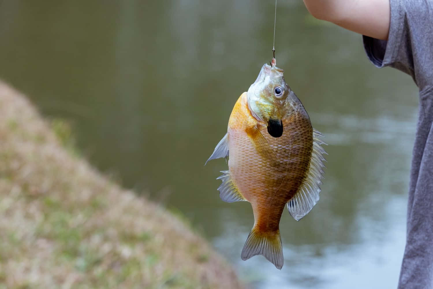 Freshwater Bream Catch Wallpaper