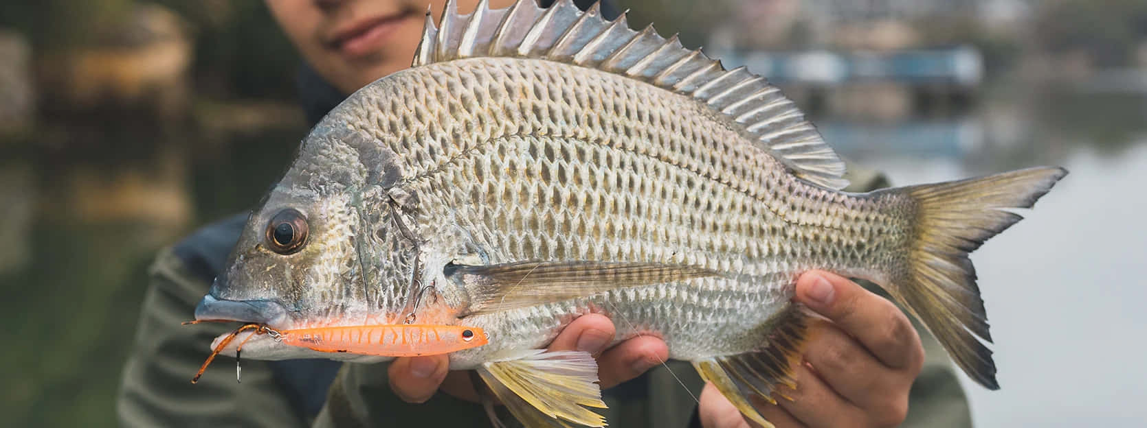 Freshwater Bream Catch With Lure Wallpaper