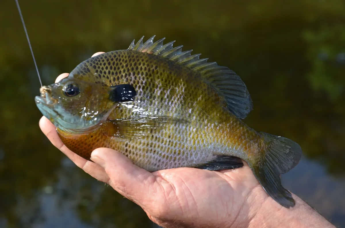 Freshwater Bream Caught Fishing.jpg Wallpaper