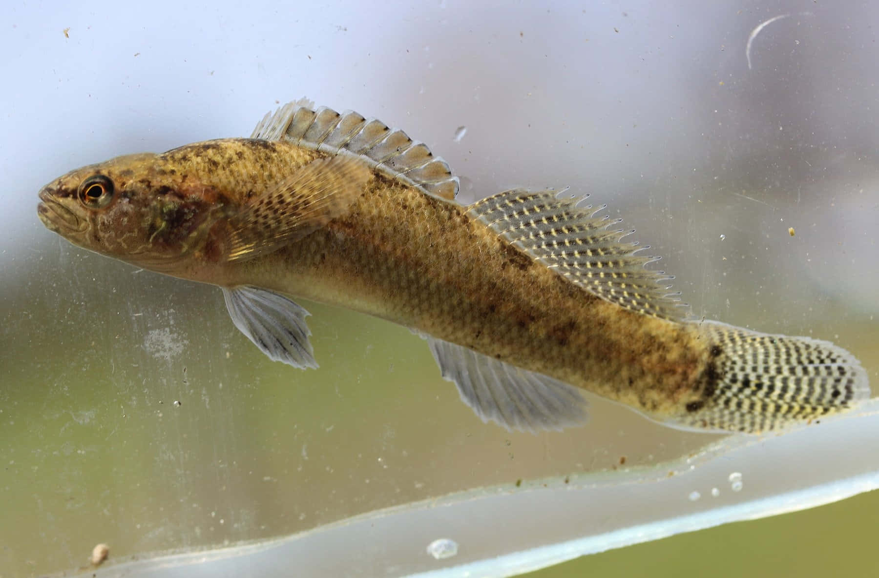 Freshwater Darter Fish Swimming Wallpaper