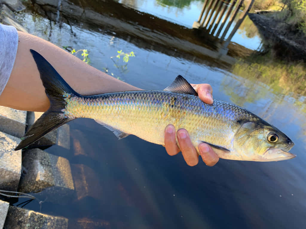 Freshwater Shad Catch Wallpaper