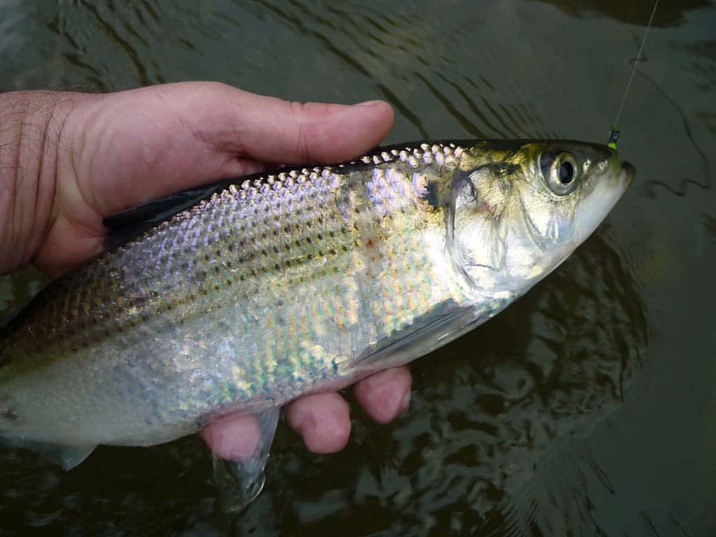 Freshwater Shad Caught Fishing.jpg Wallpaper