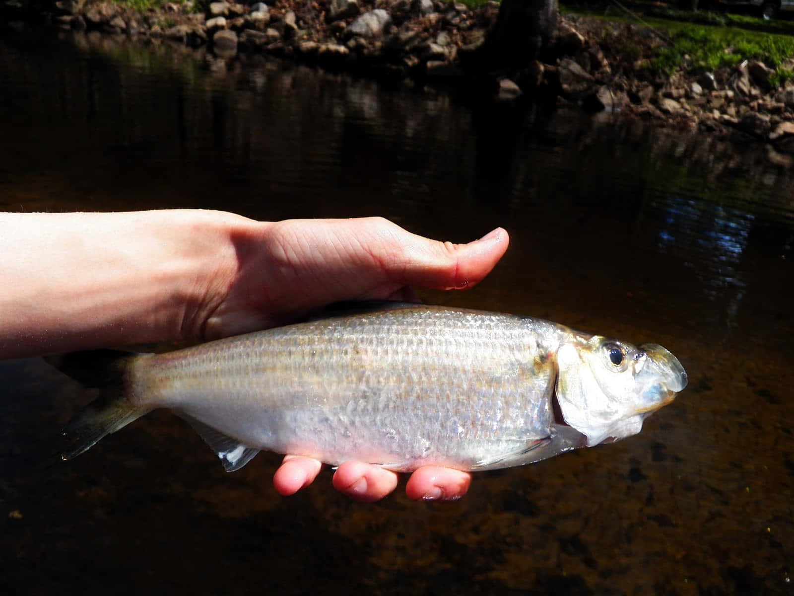 Freshwater Shad Caughtin Hand.jpg Wallpaper