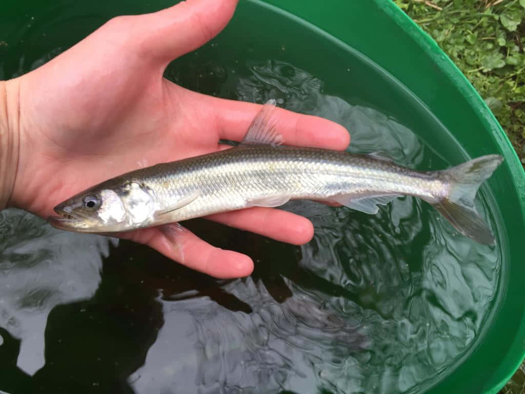 Freshwater Smelt Held Over Green Bucket Wallpaper