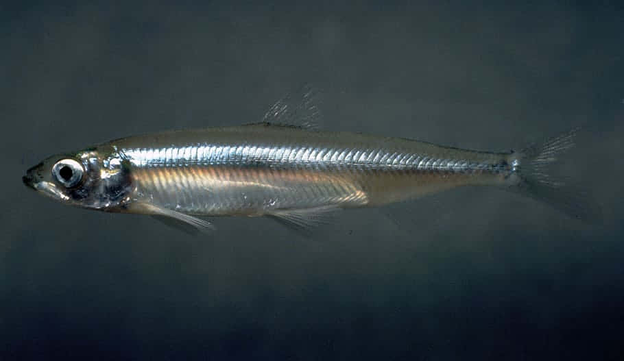 Freshwater Smelt Side View Wallpaper