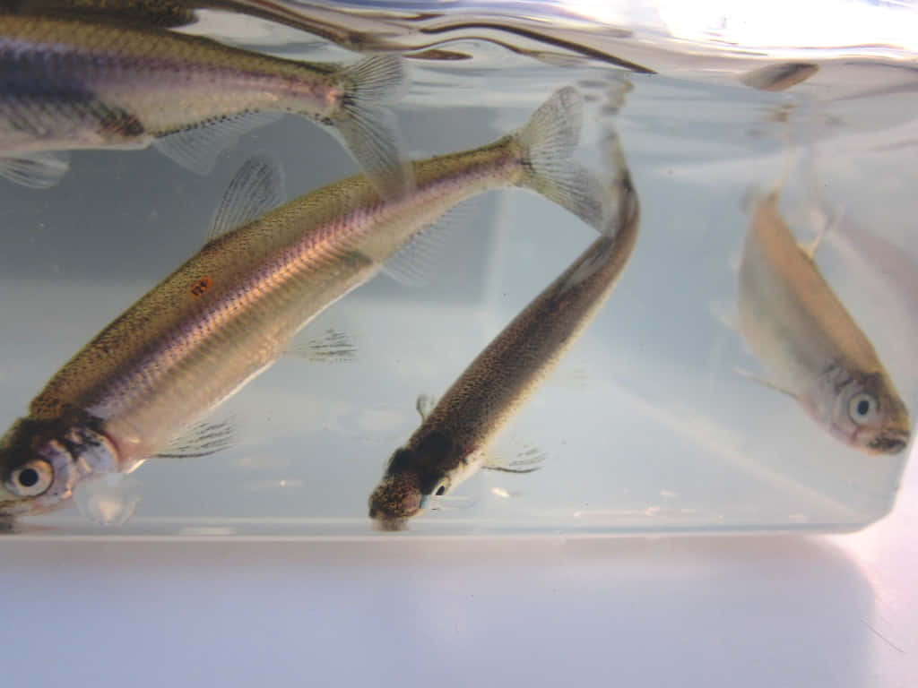 Freshwater Smelt Swimming Wallpaper