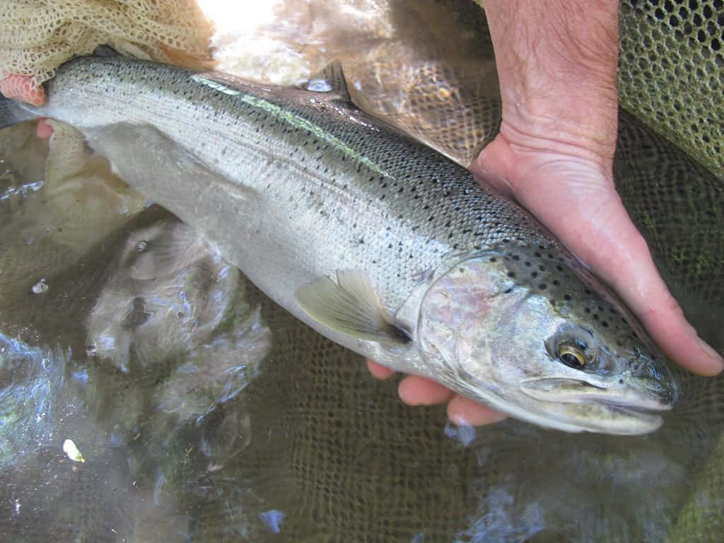 Freshwater Steelhead Trout Catch Wallpaper