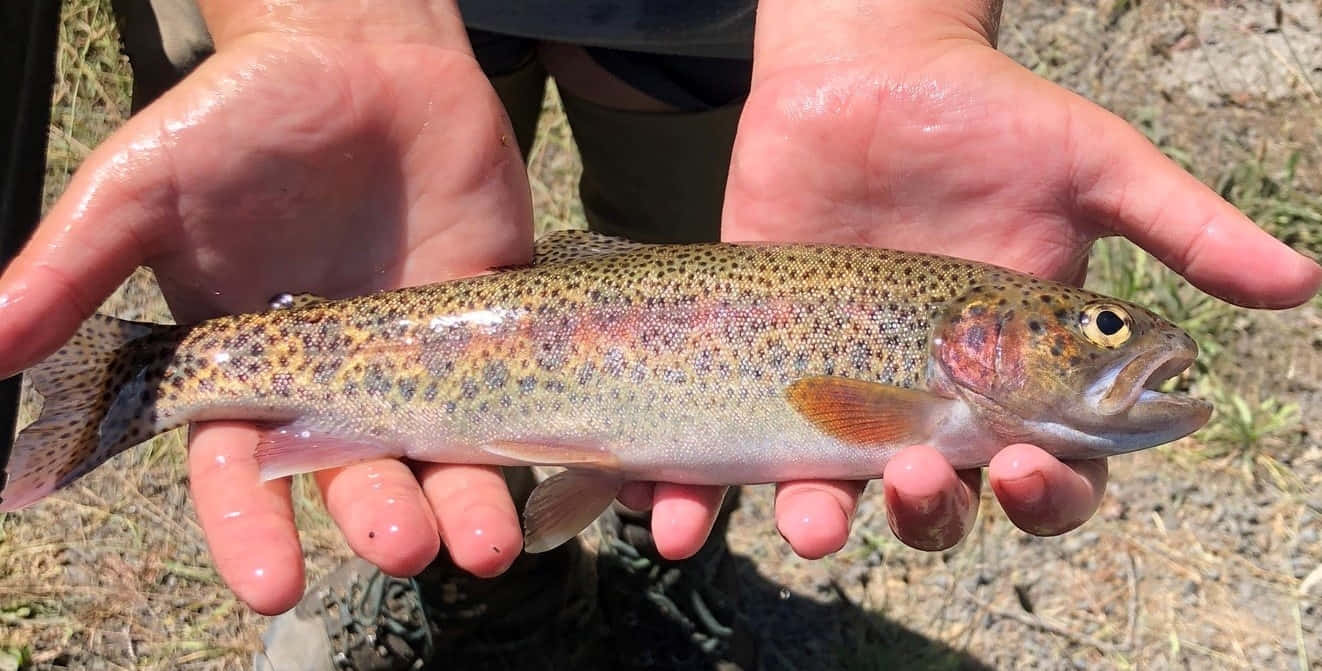 Freshwater Trout Held In Hands.jpg Wallpaper