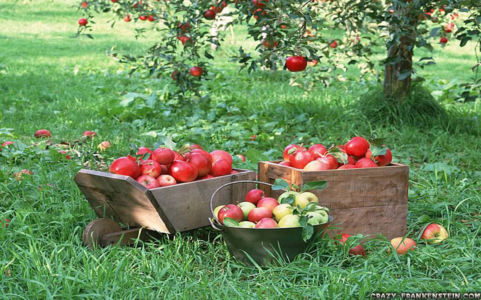 Friends Enjoying Apple Picking On A Sunny Day Wallpaper