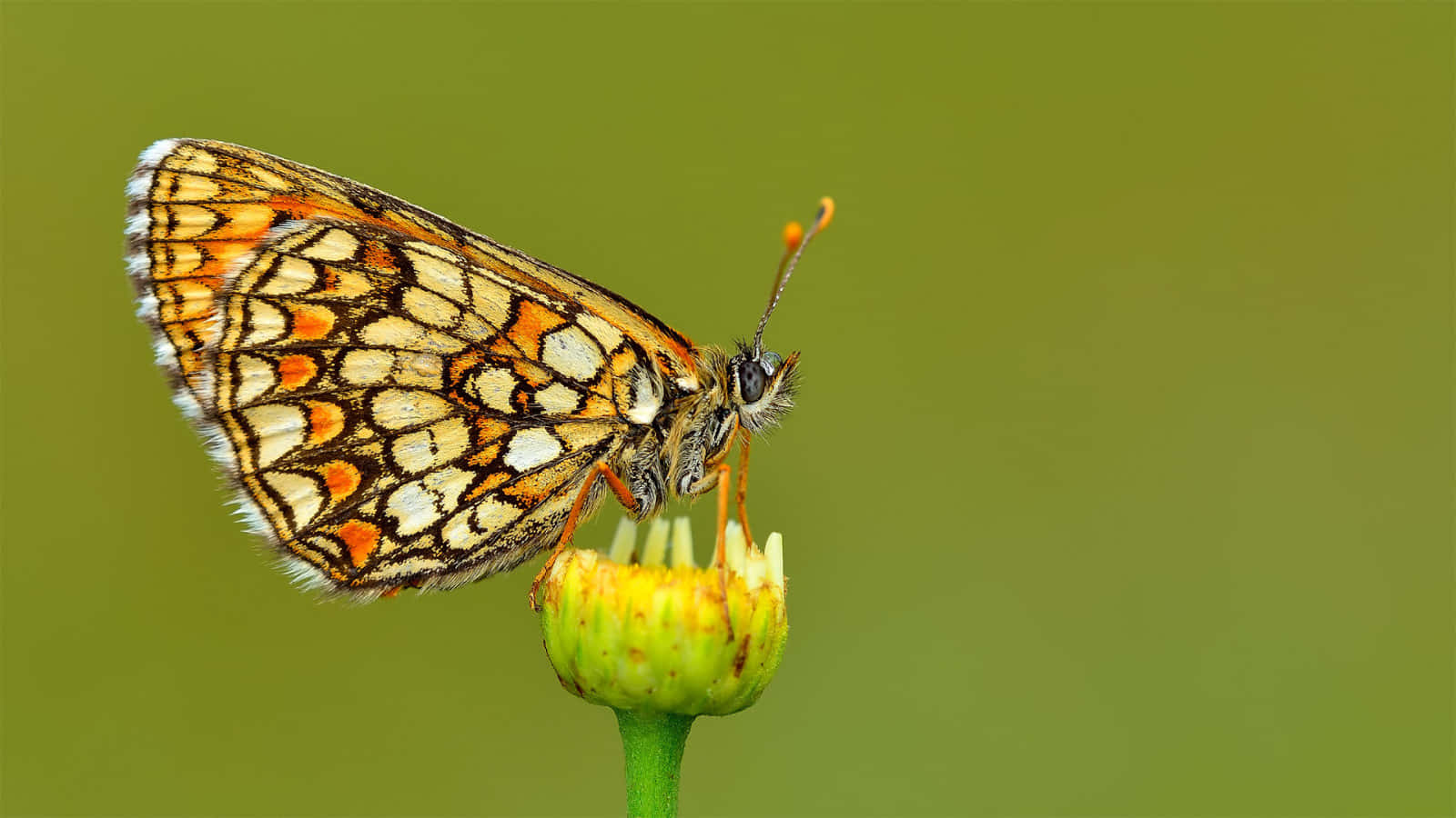 Fritillary Butterflyon Flower Bud Wallpaper