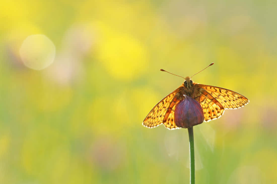 Fritillary Butterflyon Flower Bud Wallpaper