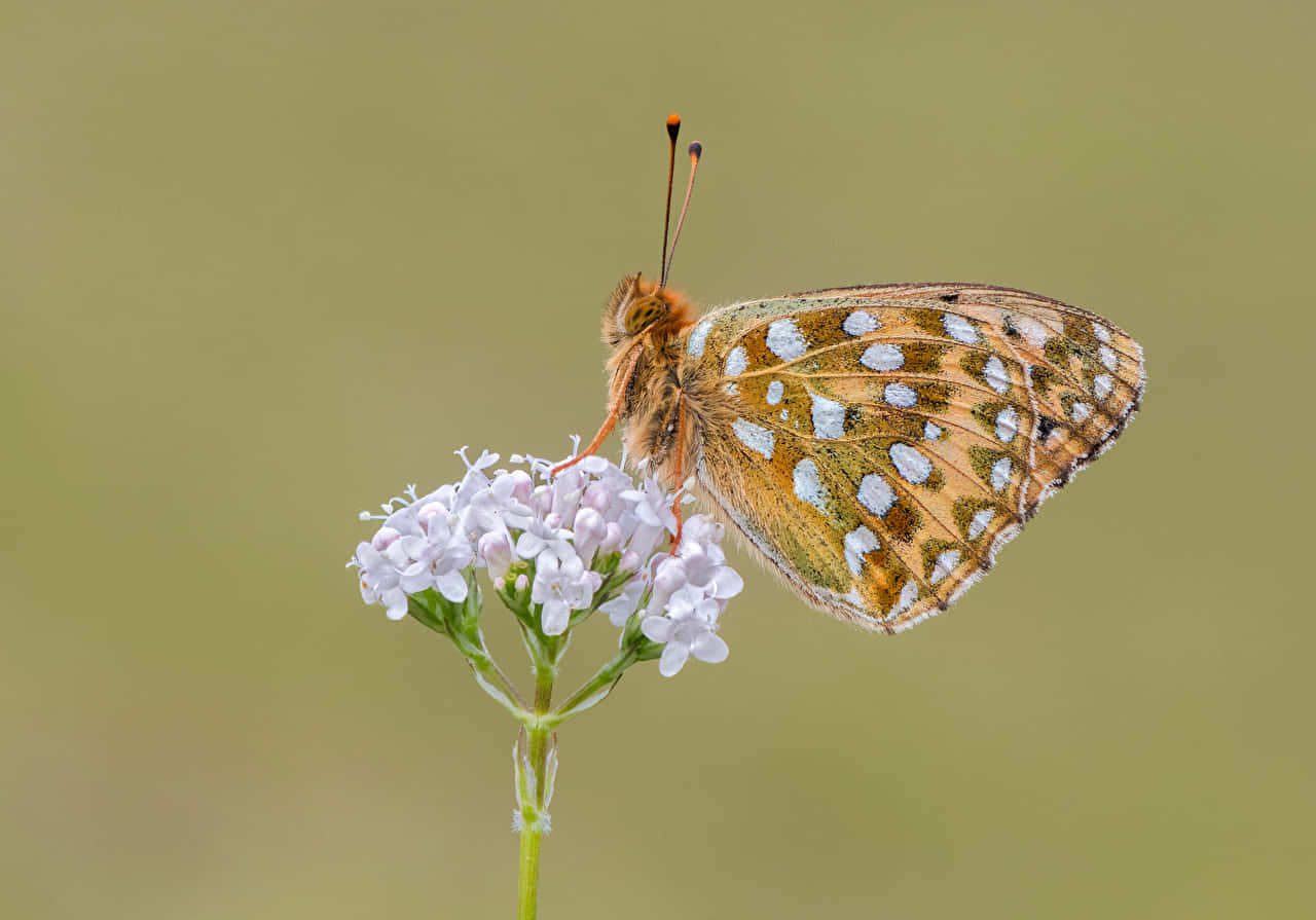 Fritillary Butterflyon Flower.jpg Wallpaper