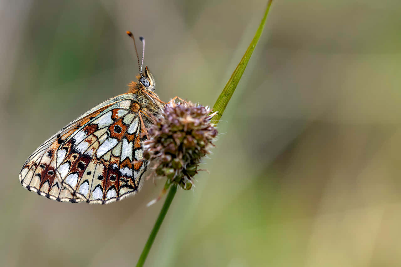 Fritillary Butterflyon Flower Wallpaper