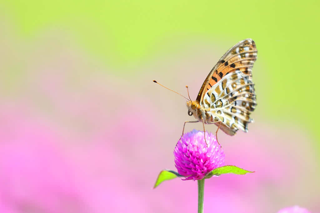 Fritillary Butterflyon Pink Flower Wallpaper