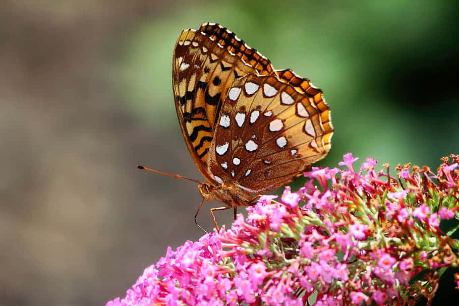 Fritillary Butterflyon Pink Flowers.jpg Wallpaper