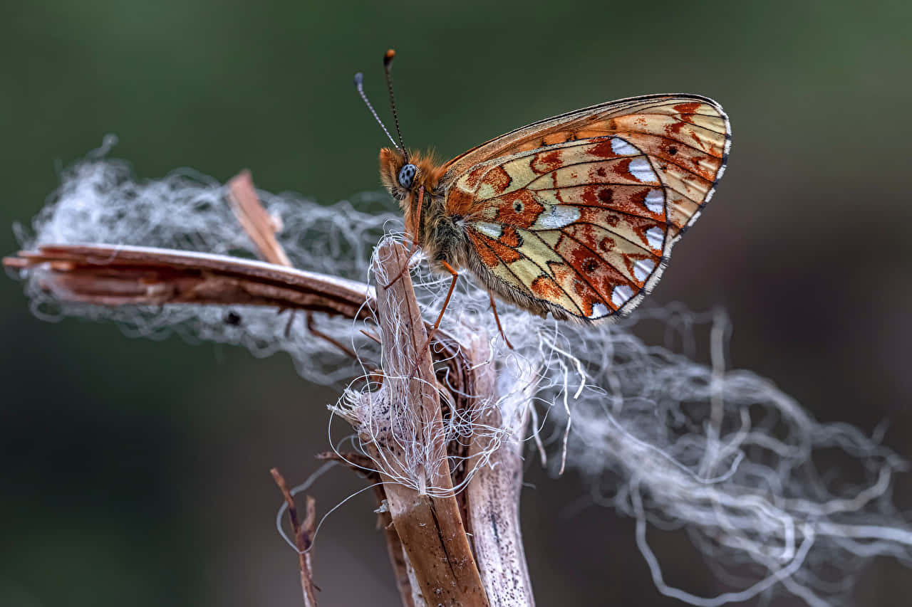 Fritillary Butterflyon Plant Stem Wallpaper