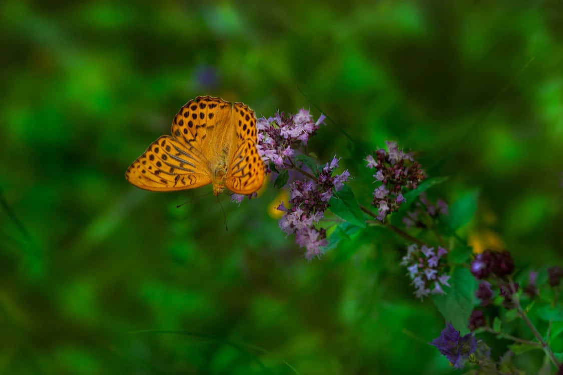 Fritillary Butterflyon Purple Flowers Wallpaper