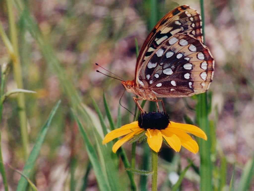 Fritillary Butterflyon Yellow Flower Wallpaper