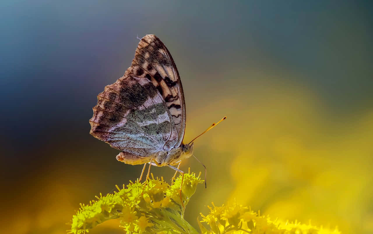 Fritillary Butterflyon Yellow Flower Wallpaper