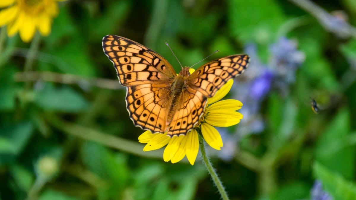 Fritillary Butterflyon Yellow Flower.jpg Wallpaper